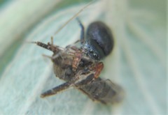 Sassacus alboguttatus