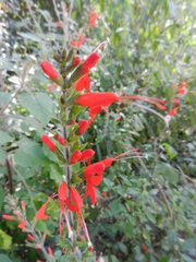 Salvia exserta