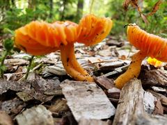 Hygrocybe