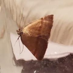 Phytometra viridaria