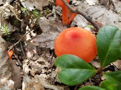 Hygrocybe