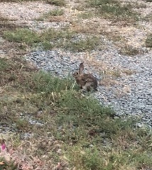 Sylvilagus audubonii