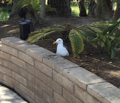 Larus occidentalis