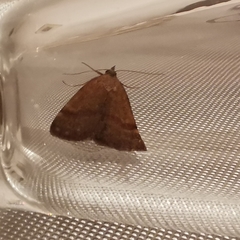 Phytometra viridaria