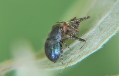 Sassacus alboguttatus