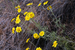 Eriophyllum lanatum achilleoides