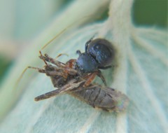 Sassacus alboguttatus