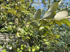 Magnoliopsida