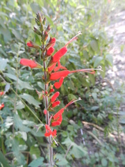 Salvia exserta