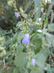 Salvia rypara