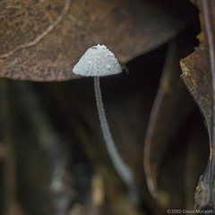 Mycena perlae