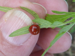 Cycloneda sanguinea