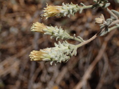 Brickellia nevinii