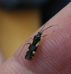 Dryophilocoris flavoquadrimaculatus
