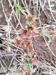 Berberis actinacantha
