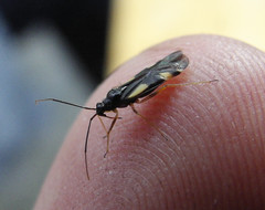 Dryophilocoris flavoquadrimaculatus