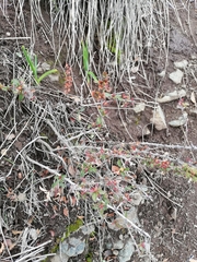 Berberis actinacantha