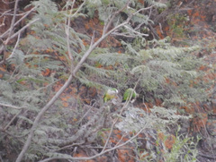 Myiopsitta monachus luchsi