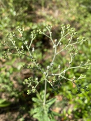Micrantha