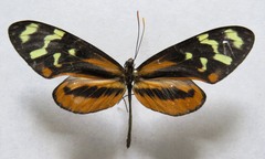 Mechanitis polymnia lycidice