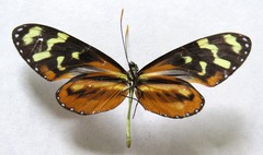 Mechanitis polymnia lycidice