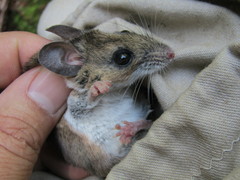 Peromyscus boylii