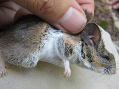 Peromyscus boylii