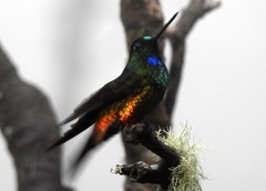 Coeligena bonapartei