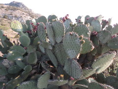 Opuntia hyptiacantha