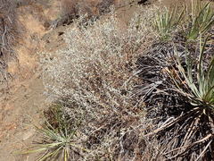 Brickellia nevinii