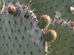 Opuntia hyptiacantha