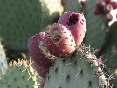 Opuntia hyptiacantha