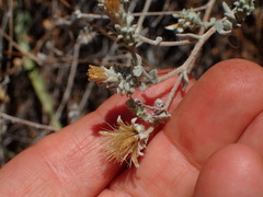 Brickellia nevinii
