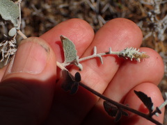 Brickellia nevinii
