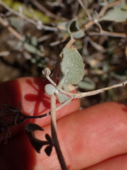 Brickellia nevinii