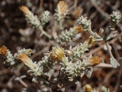 Brickellia nevinii