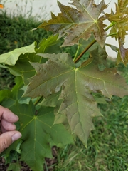 Acer platanoides