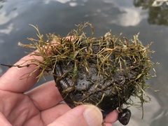 Podostemum ceratophyllum
