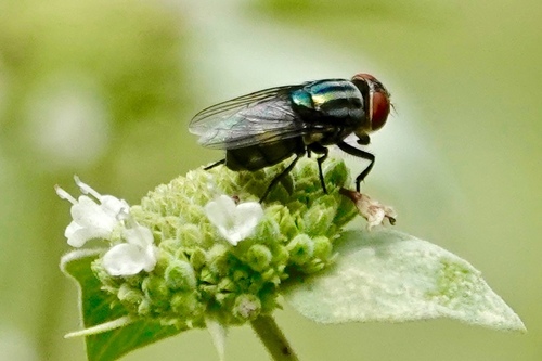 Secondary Screwworm Fly photo 5