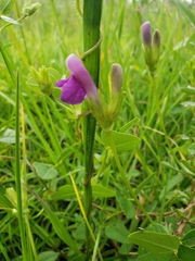 Phaseolus pauciflorus