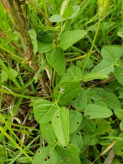 Phaseolus pauciflorus