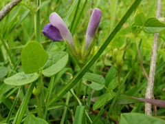 Phaseolus pauciflorus
