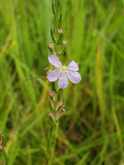 Lythrum gracile