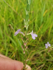 Lythrum gracile