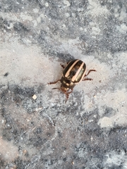 Leptinotarsa tlascalana