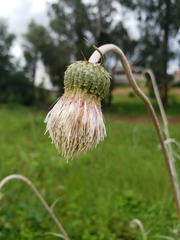Cirsium velatum