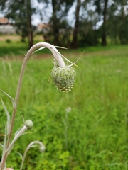 Cirsium velatum