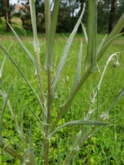 Cirsium velatum
