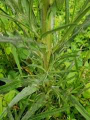 Cirsium velatum