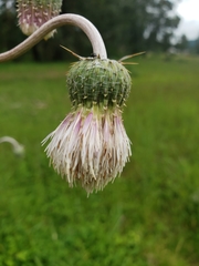Cirsium velatum